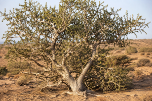 salvadora persica arak tree the miswak tree in arid landscape