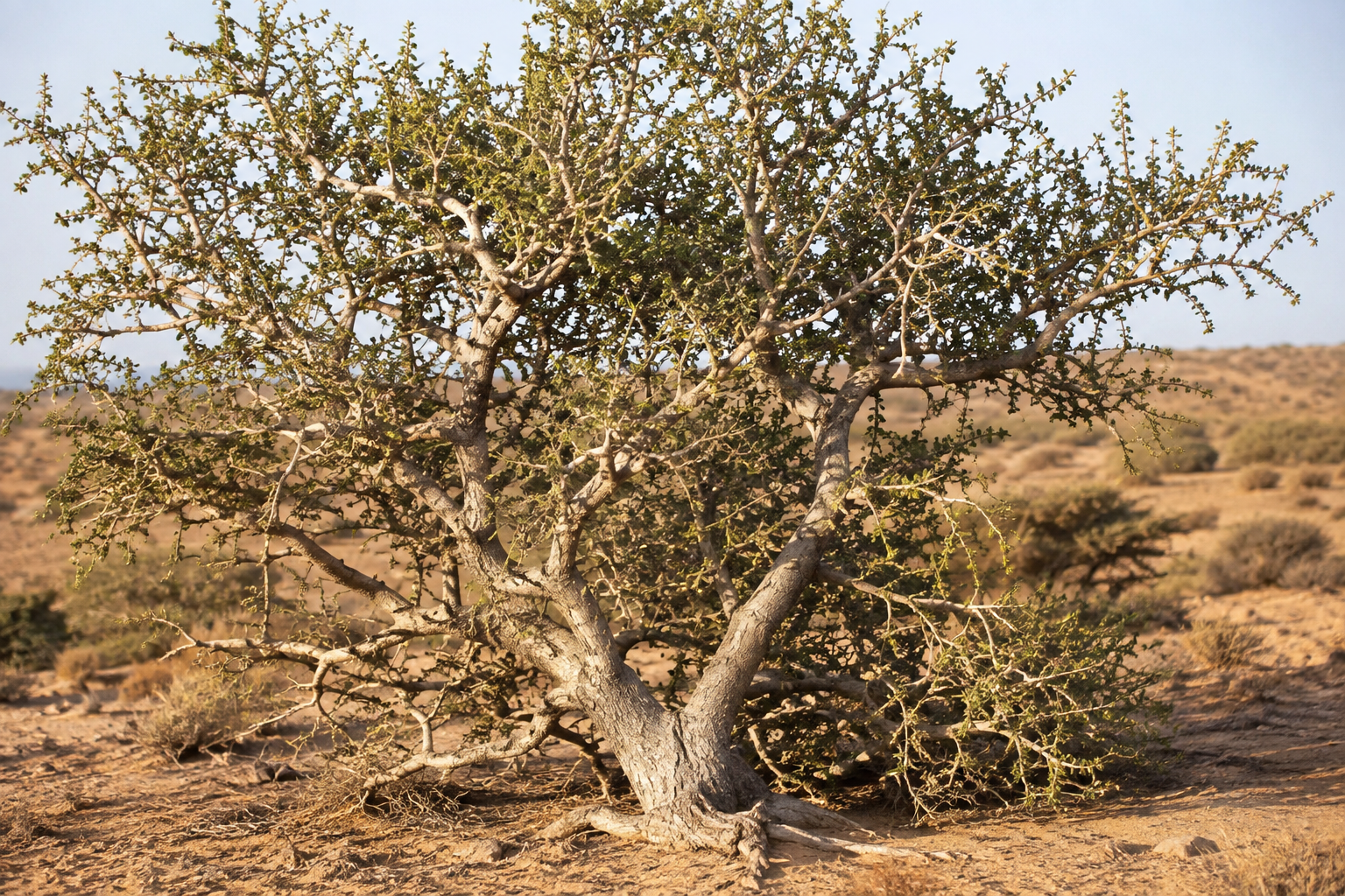 salvadora persica arak tree the miswak tree in arid landscape