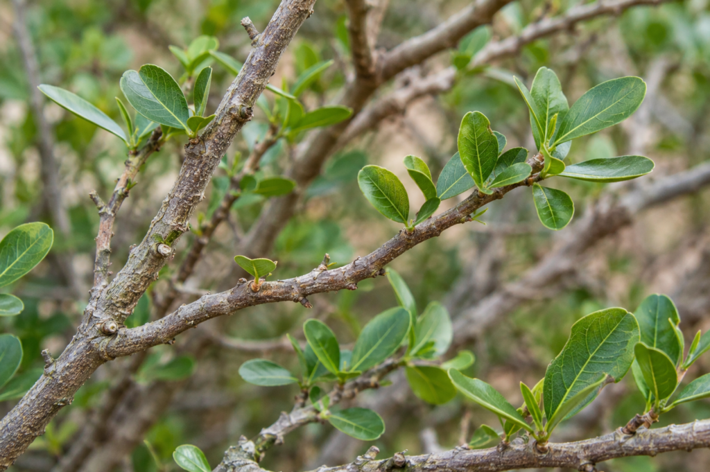 close up of salvadora persica arak tree branches and twigs for miswak
