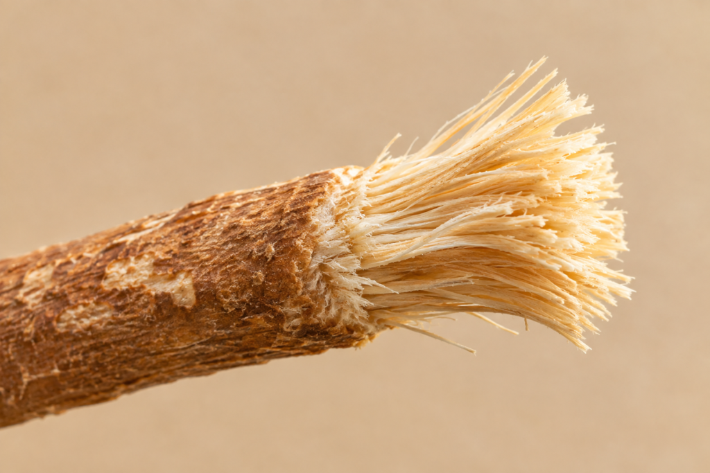 Close-up of dry miswak bristles showing natural plant fibres