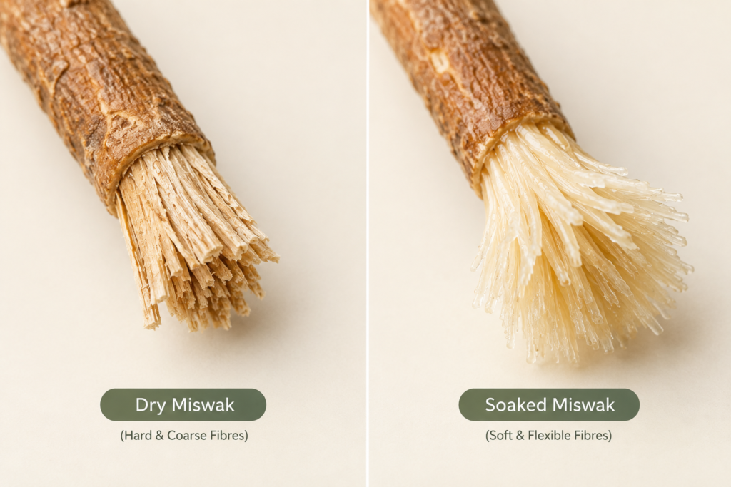 Dry vs Soaked Miswak Fibres