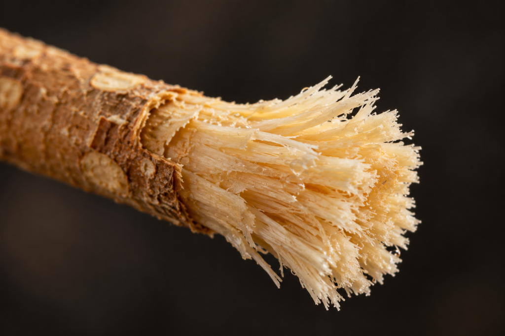 Close-up of a chewed miswak tip frayed into soft natural bristles