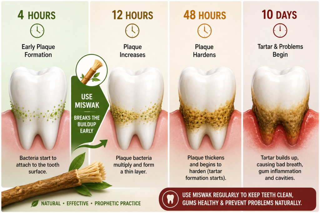 Plaque build-up timeline showing why frequent miswak use prevents biofilm maturing