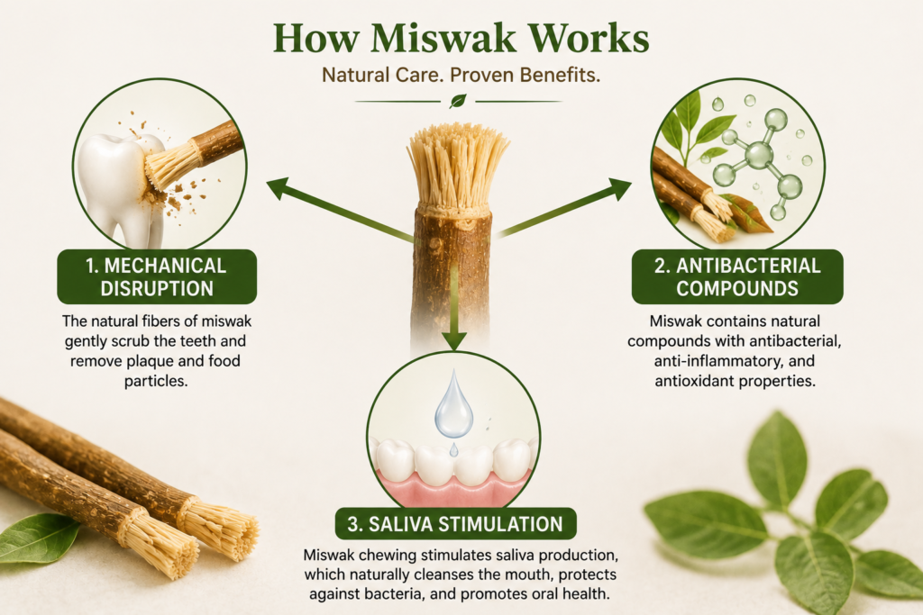 Diagram of three ways miswak prevents plaque including antibacterial compounds
