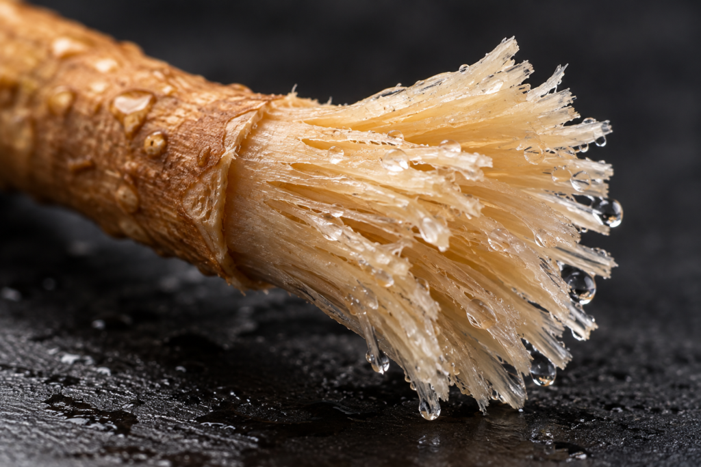 Close-up of wet used miswak bristles holding moisture
